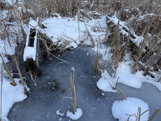 Ann Lee Pond Preserve