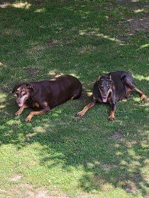 Illinois Doberman Rescue plus