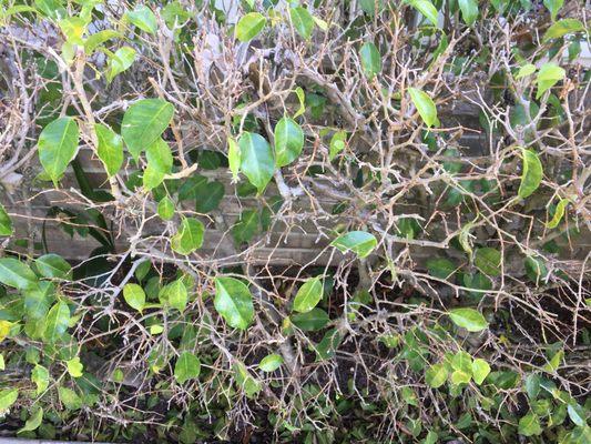 Fantastic Roof Cleaning
