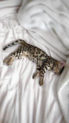 American National Home Buyer