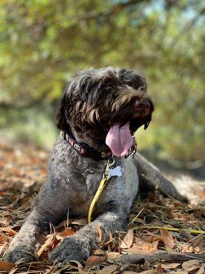 Dirty Dog Hikes & Outings