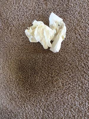 All Green Carpet Cleaning Services