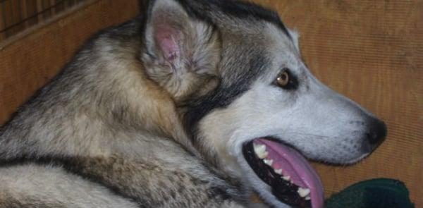 Beauflues Alaskan Malamutes