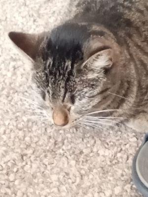 A example for pet grooming