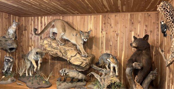 I was told the mountain lion died just recently in an accident on the 33 . Beautiful specimens.