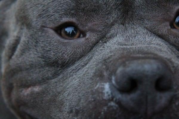 Yappy and Happy Training