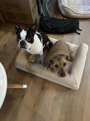 Roundhill Animal Hospital