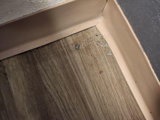 They really need to potty train the rats