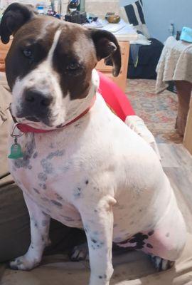 My Dog Charlie,, I miss Him so