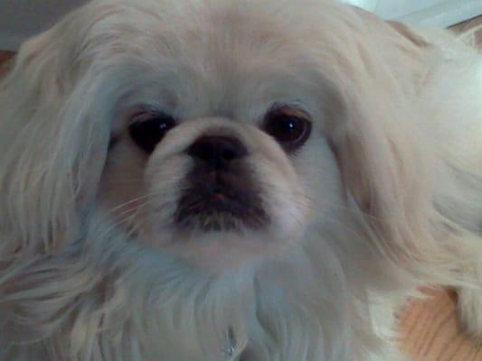 Wagging Tails Grooming