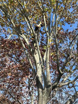 Wildwood Tree Service