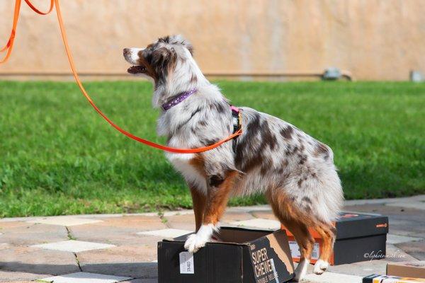 HumaneK9 Dog Training