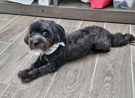 SailorMoon freshly groomed