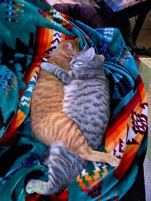Quad City Animal Welfare Center