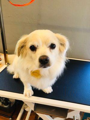 Simple wash and trim!