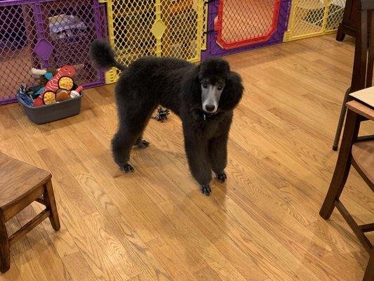 Ruff Cuts Pet Grooming