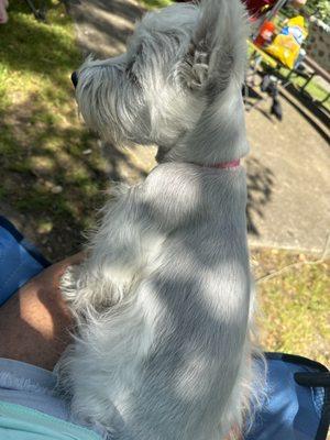 Happy Tails Grooming Salon