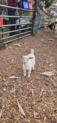 Little Goat Farm at the Lake