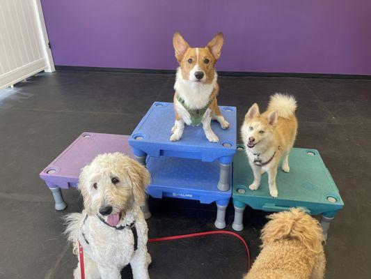 Wags n Wisdom Dog Training