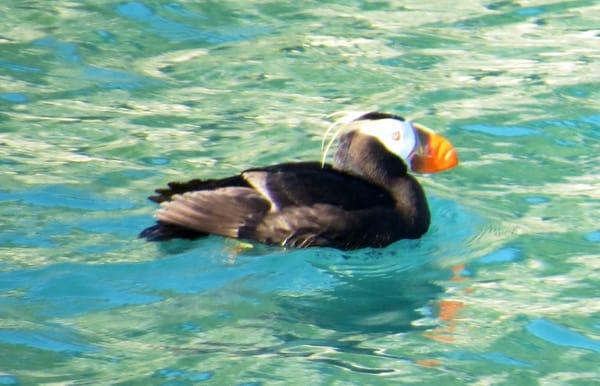 Tufted puffin by Marble.Is.