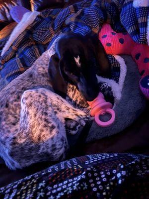 Triangle Veterinary Referral Hospital of Holly Springs