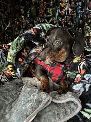 Bridgetown Veterinary Emergency + Referral