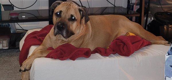 My first baby Chico. You will always be in my heart.