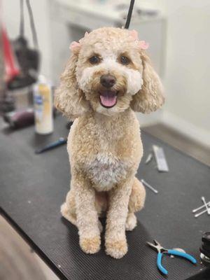 Lookin spiffy! Make your appointment today! 10% off new clients