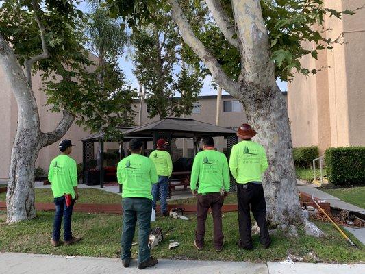 Galicia Tree Service & Garden Maintenance