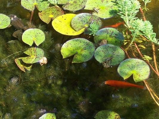 Bob's Pet and Pond