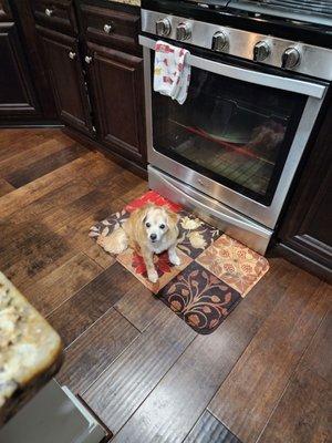 Paws, Whiskers, & Wags