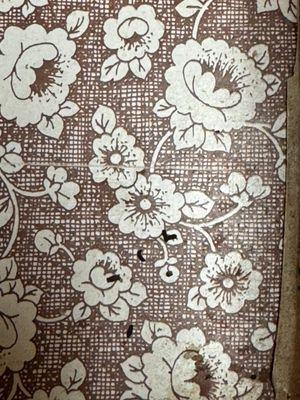 Droppings in kitchen drawer