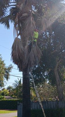 All In Tree Works