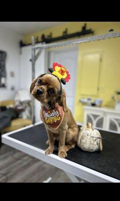 Fluffy's Dog Grooming