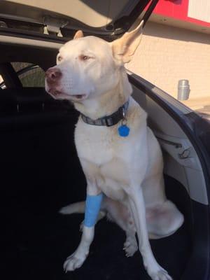 After his surgery, picked him up a little drowsy but he was good!!!