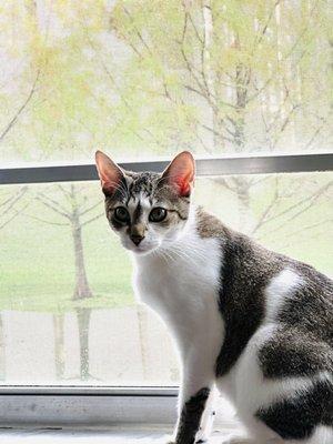 Yuppy Puppy & Company