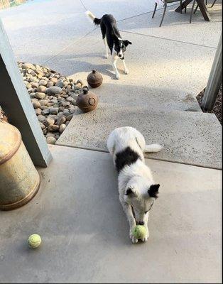 Barbara’s Pet Service