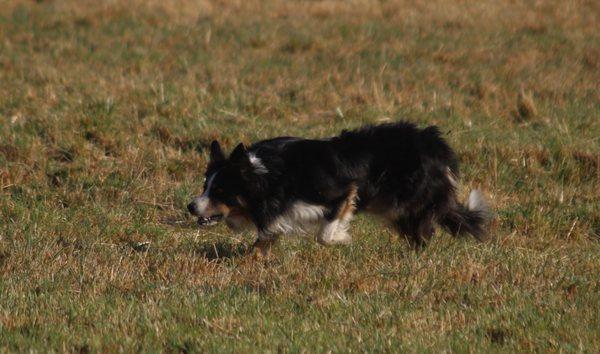 Catbird Stock Dog Training