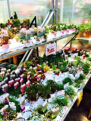 Frattallone's Ace Hardware