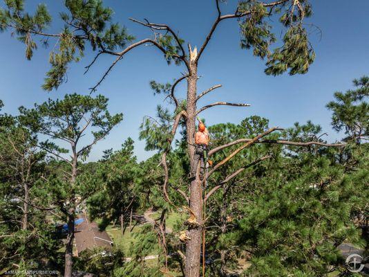 Kindness Tree