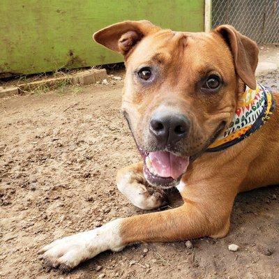 my dog was groomed a few months ago , late post but she gets dirty real fast she loves the dirt but he fur is still super soft!