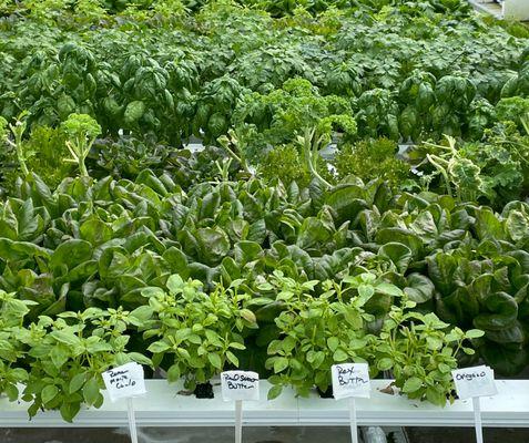 Susanna’s Cafe by HELP Harvest