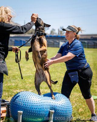 Canine Rehabilitation of Orange County