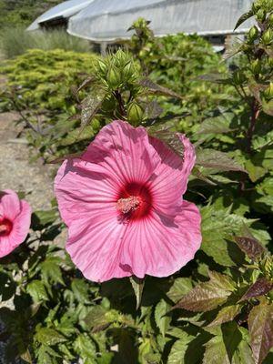 Little York Plantation