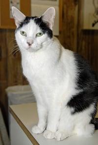 Danbury Animal Welfare Society