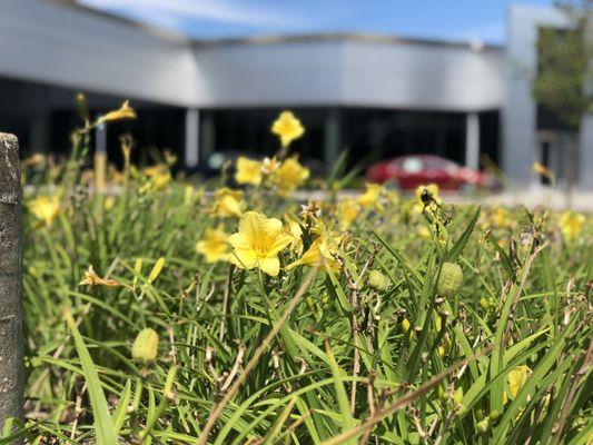 Summer at Lincoln of Troy.