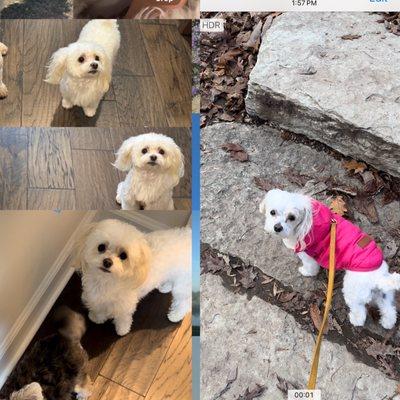 Broad Ripple Canine Design