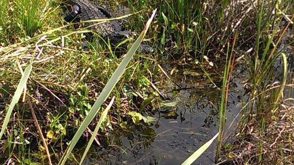 Fort Lauderdale Airboat Adventure