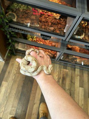 Beautiful Hog island Boa constrictor