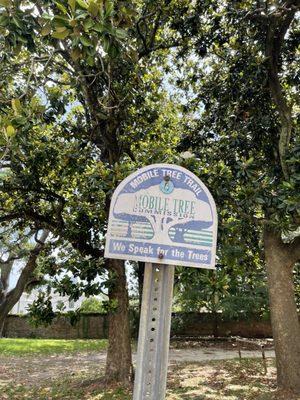 Boyington Oak